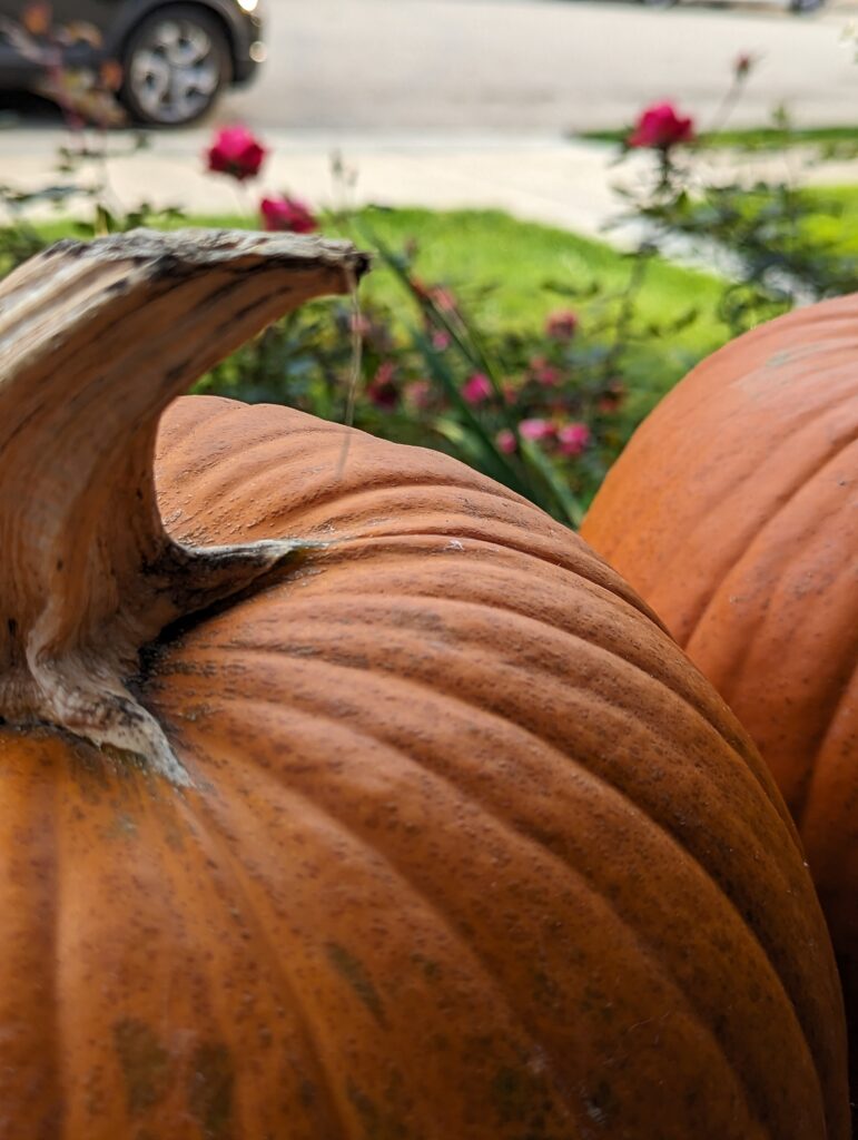 Close up of top of two pumpkins