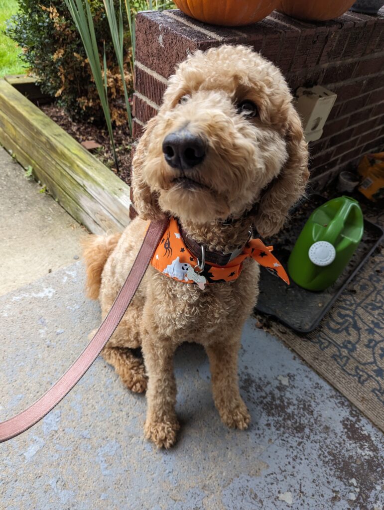 A golden doodle dog, sitting in front of a pumpkin, wearing Halloween bandana