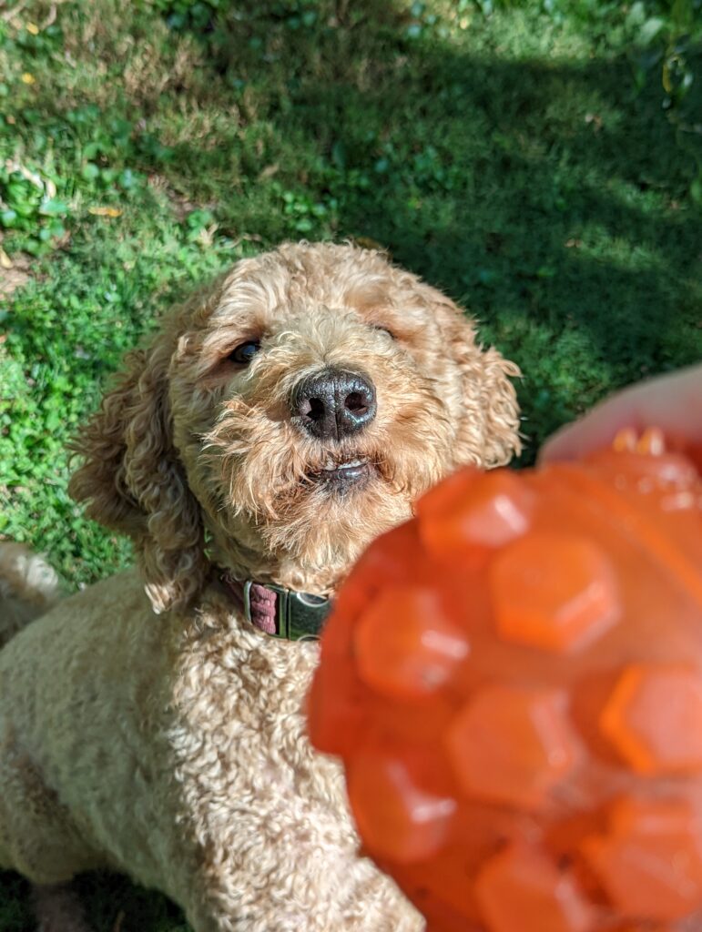 Golden Doodle dog, laying in grace and looking up and sniffing a red ball