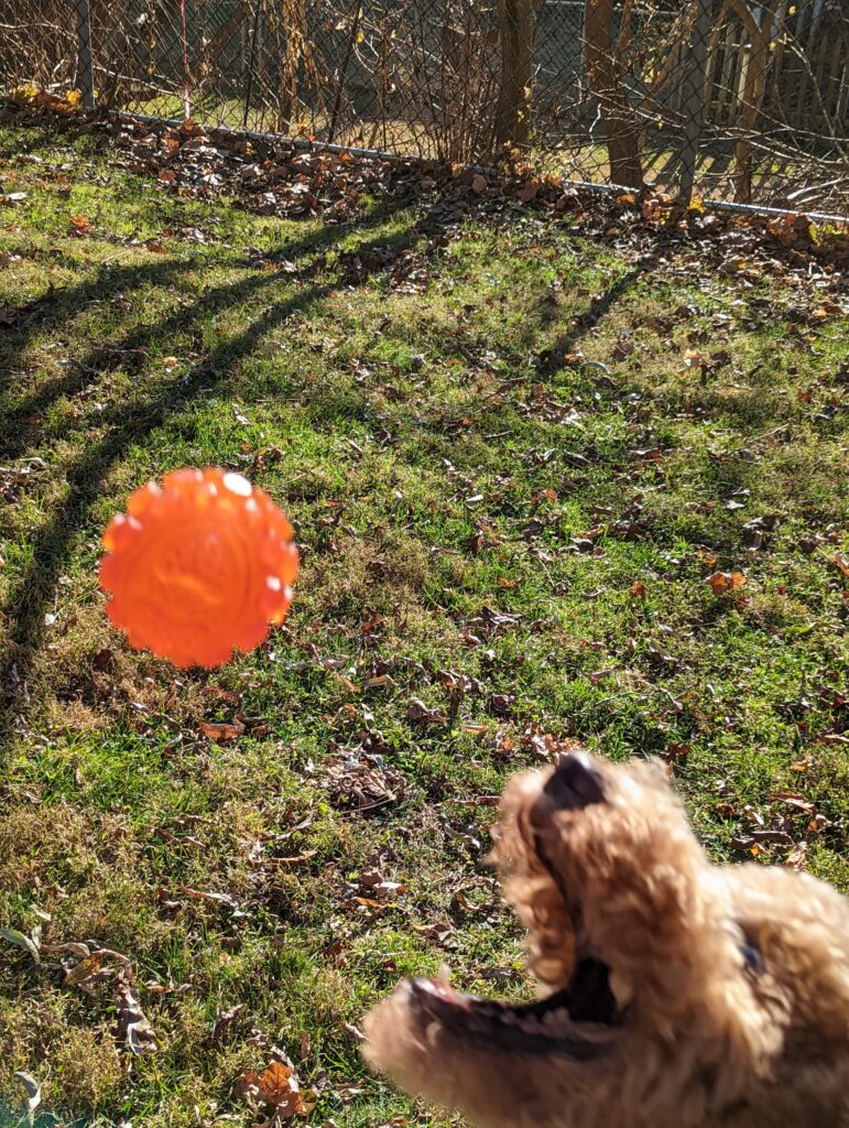 Golden Doodle dog mouth open trying to catch a red ball in mid air.