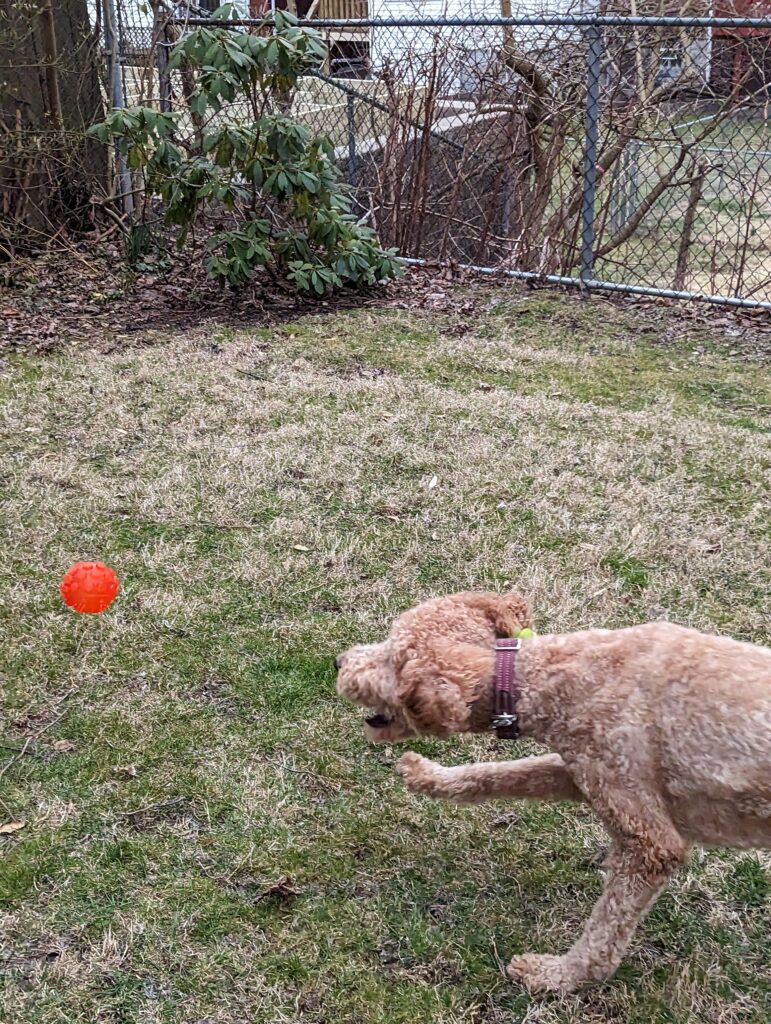 Golden Doodle dog racing across grassto catch a red ball in mid air.