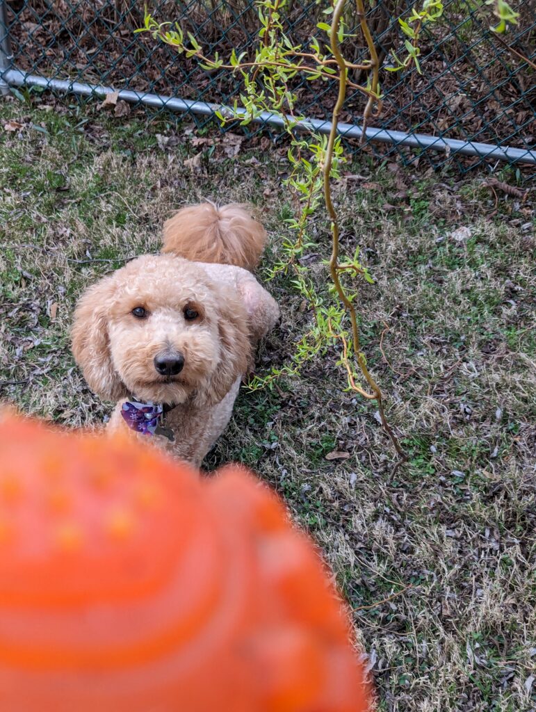 Golden Doodle dog, puffy hair, laying in grace and looking intently at red ball