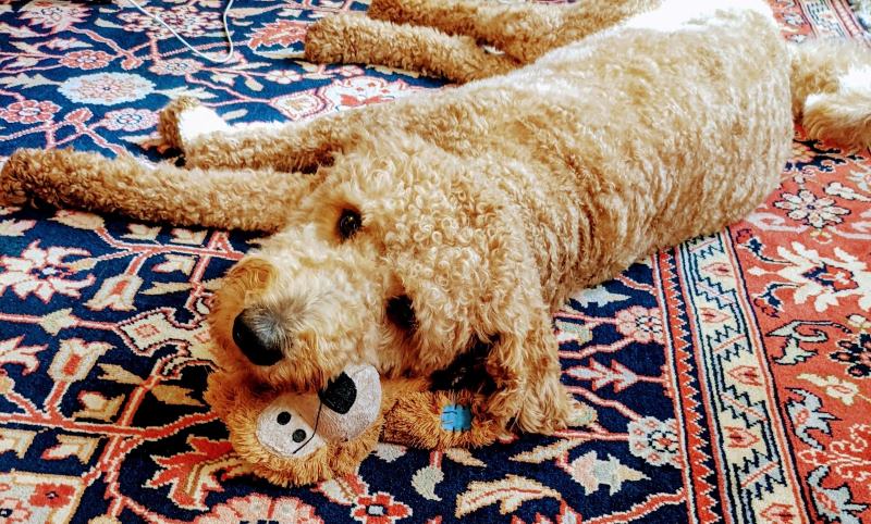 Golden doodle dog, laying on ground next to a teddy bear toy of similar color